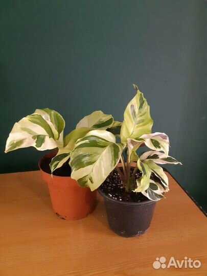 Калатея Yellow Fusion