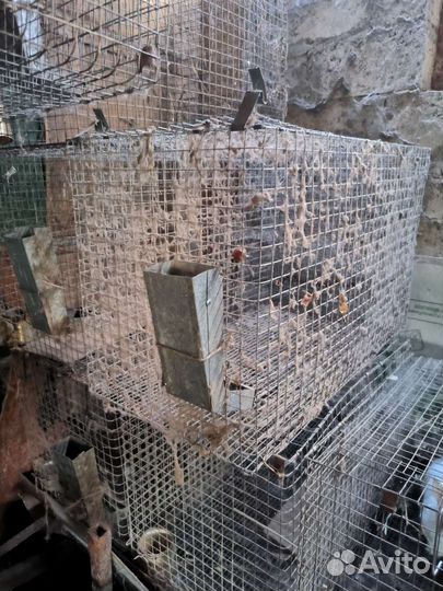 Клетки для кроликов бу
