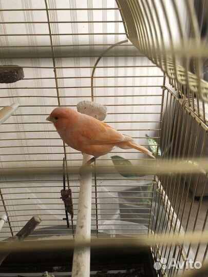 Канарейка самка с клеткой