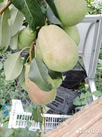 Груша 