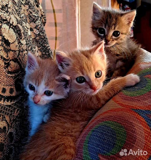 Котята в добрые руки