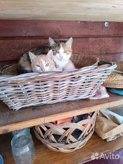 Домашние животные кошки
