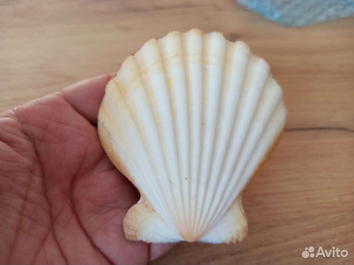 Морская раковина