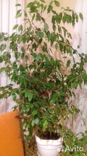 Фикус Бенджамина
