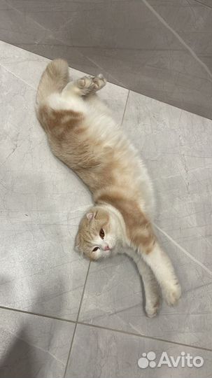 Кот манчкин