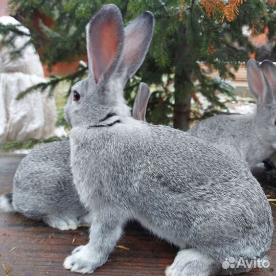 Полтавское серебро, советская шиншила