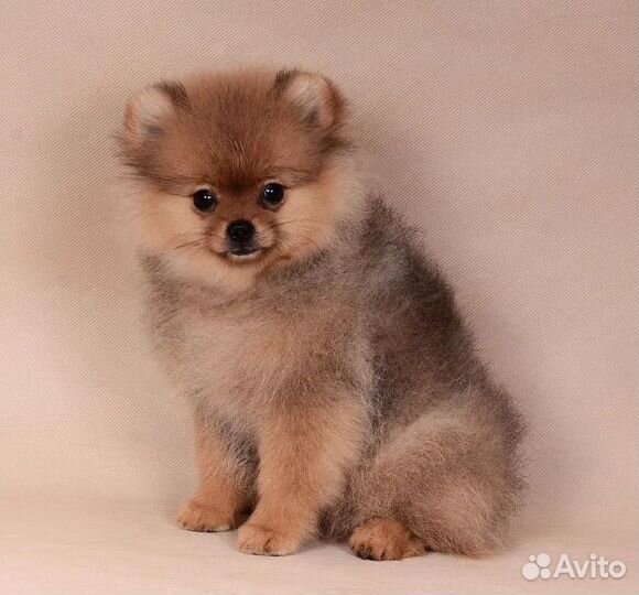 Щенки померанского шпица