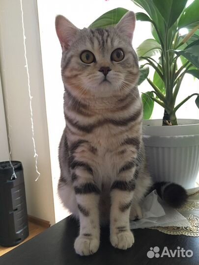 Кот шотландец на вязку