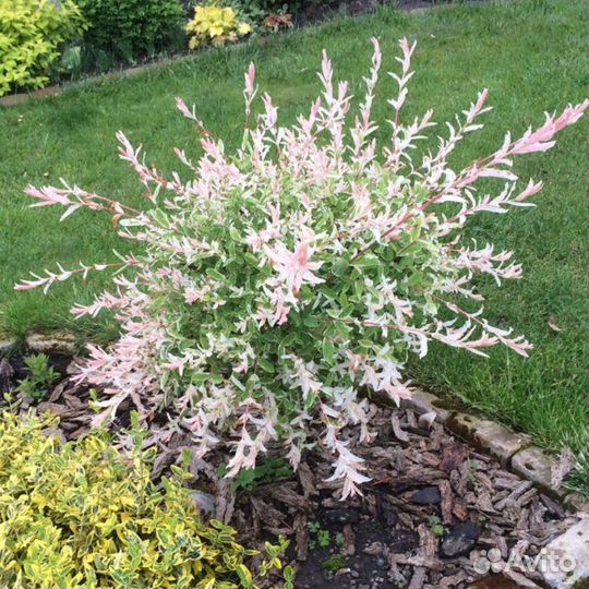 Ива Хакуро Нишики