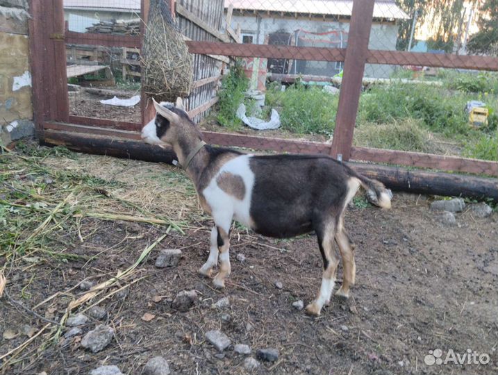 Альпийский козлик