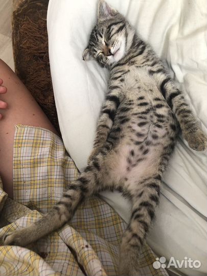 Котенок в добрые руки