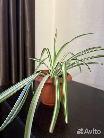 Хлорофитум Герань Толстянка (денежное дерево)