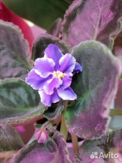 Фиалки, Глоксинии