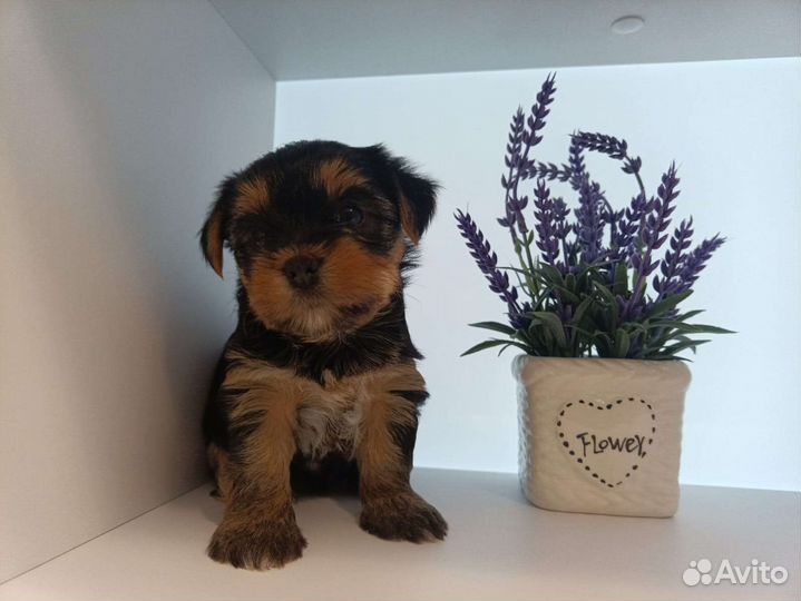 Йоркширский терьер щенки