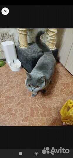 Шотландская