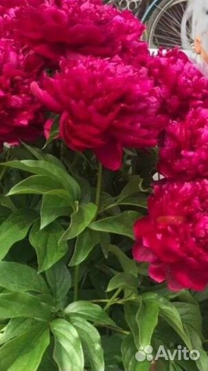 Пионы саженцы