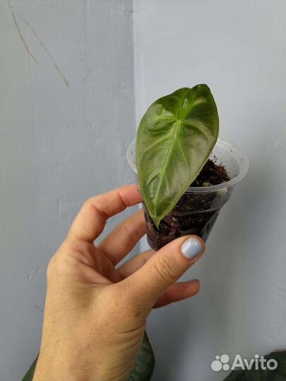 Бегония, циссус, алоказия, антуриум