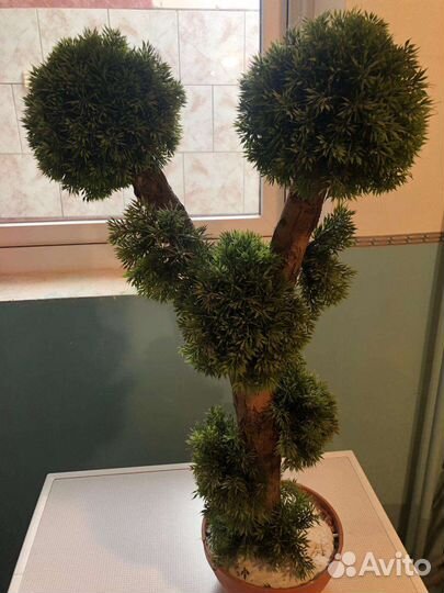 Бонсай декоративный