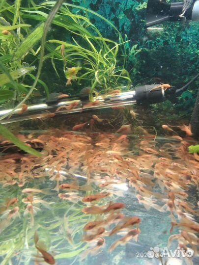 Супер Ред вуалевые анцитрус