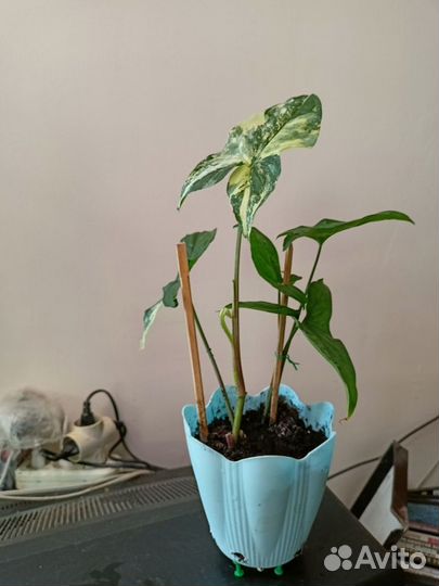 Сингониум imperial вайт