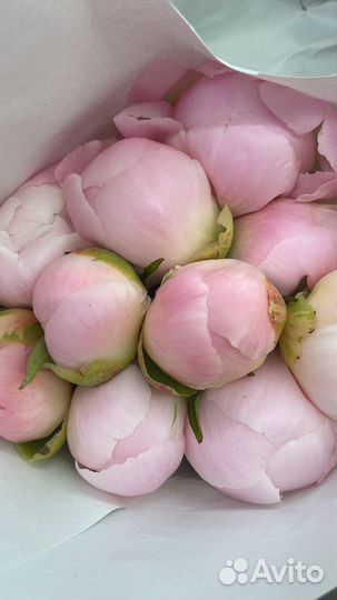 Букет пионы доставка