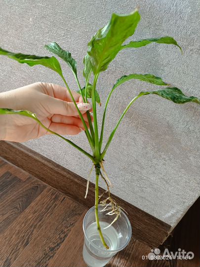 Спатифиллум джемени