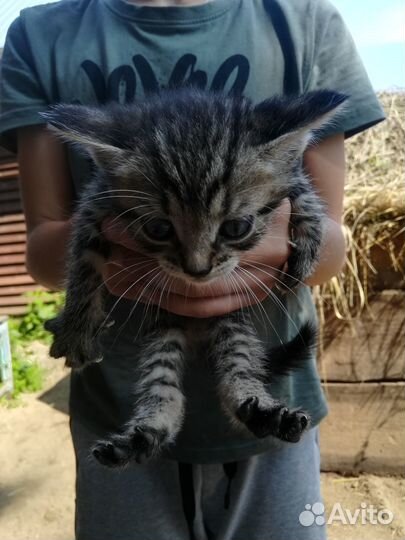 Крошки в добрые руки