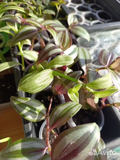 Традесканция, хлорофитум