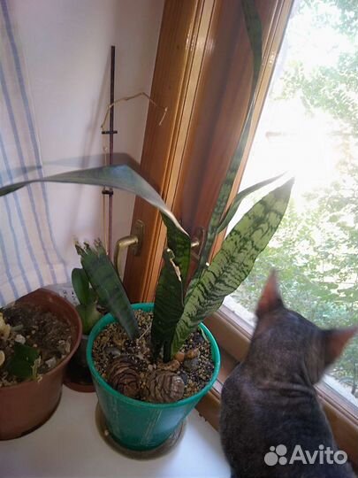 Сансевиерия (щучий хвост)