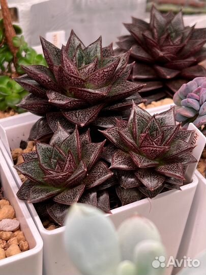 Эхеверия пурпузорум суккулент