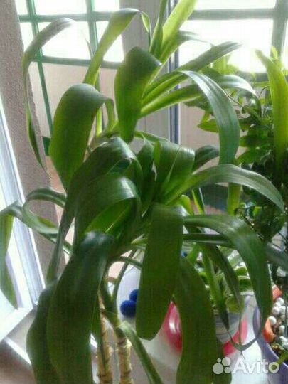 Пальма юкка,алоэ лечебное,фиалка