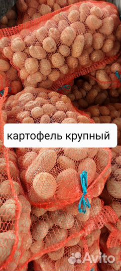 Картофель крупный и мелкий (домашний)