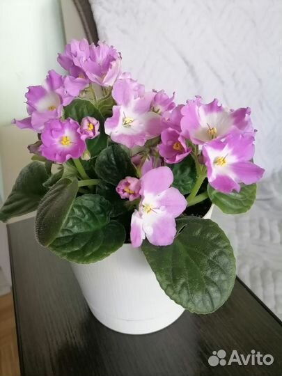 Комнатные растения цветы. Фиалки