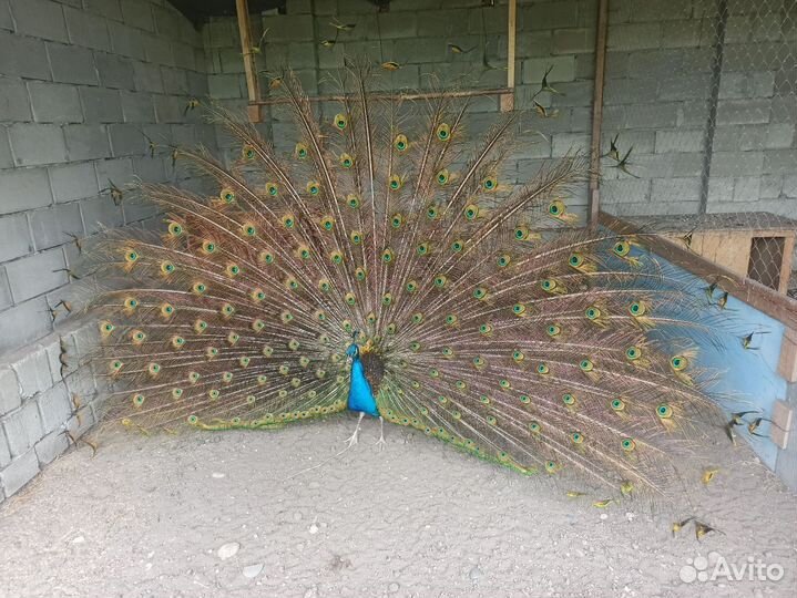 Семья павлинов