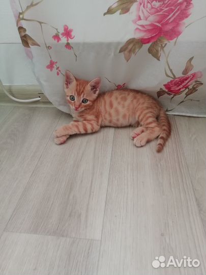 Кот Васек ищет Маму