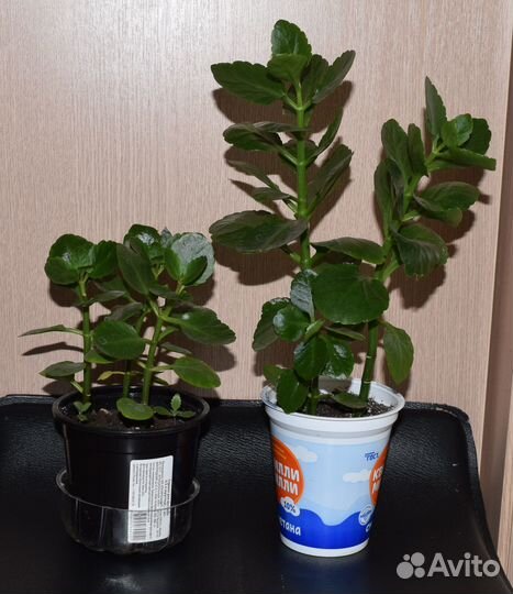 Каланхоэ цветущий