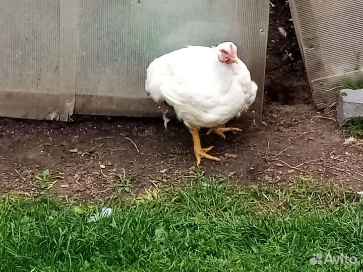 Куры бройлеры тушки мясо