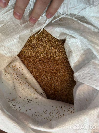 Семена горчицы