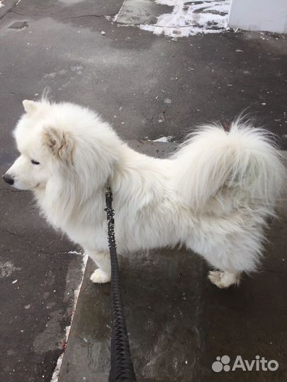 Вязка кабель лайка Самоед