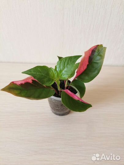 Альтернантера пати тайм