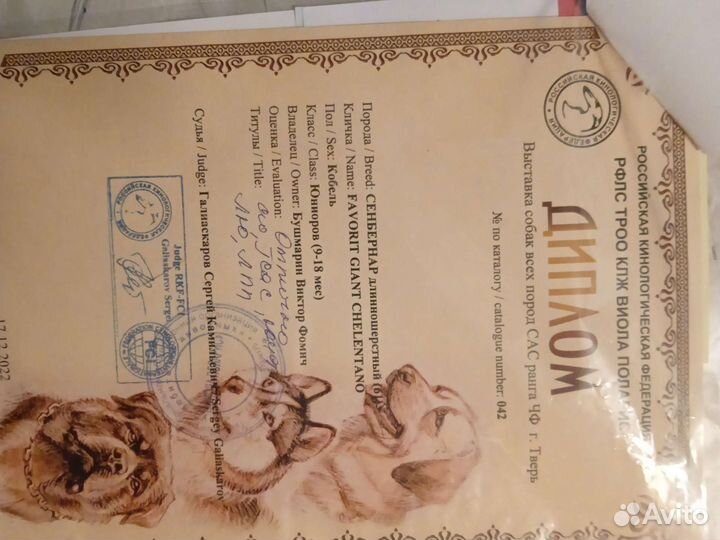 Сенбернар вязка