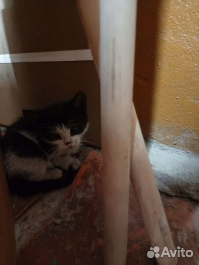 Котики маленькие