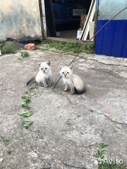 Котята в добрые руки 1,5 месяц