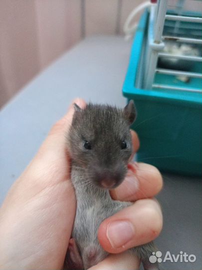 Декоративная крыса дамбо