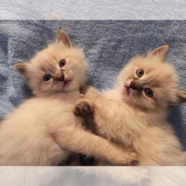 Невский маскарадный котёнок