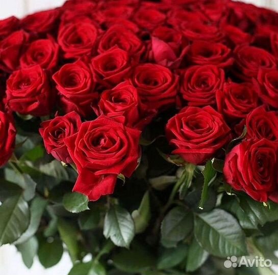Длинные высокие розы 110 150 160 180 200 см