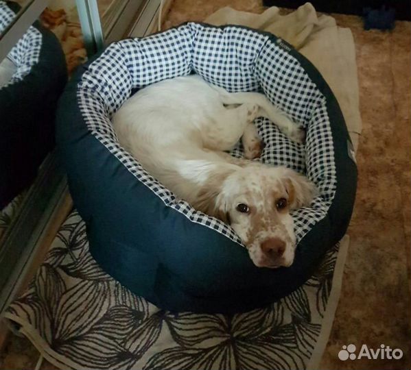 Гостиница для собак с домашней обстановкой