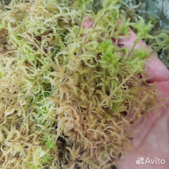 Мох Сфагнум живой. Торф Агробалт -С