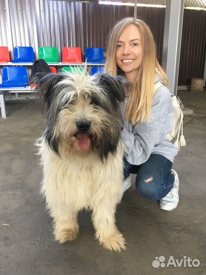 Передержка + Выгул собак + выезд на дом, выгульщик