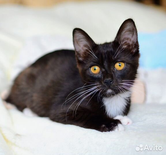 Черный котенок маркизный